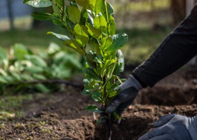 Plantation de végétaux